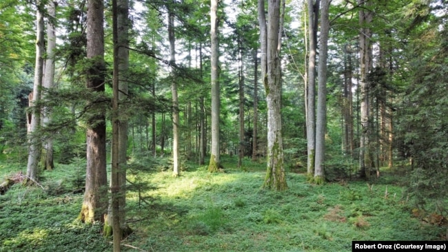 Prašuma Trstionica, jedna od 12 prašuma koliko ih ima u BiH, januar 2024.