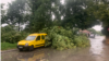 Pema e rrëzuar në Banja Llukë si pasojë e stuhisë.