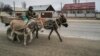 Қазақ-қытай шекарасы маңында есек жегілген арба мініп кетіп бара жатқан адам. Жетісу облысы, 20 наурыз, 2024 жыл.