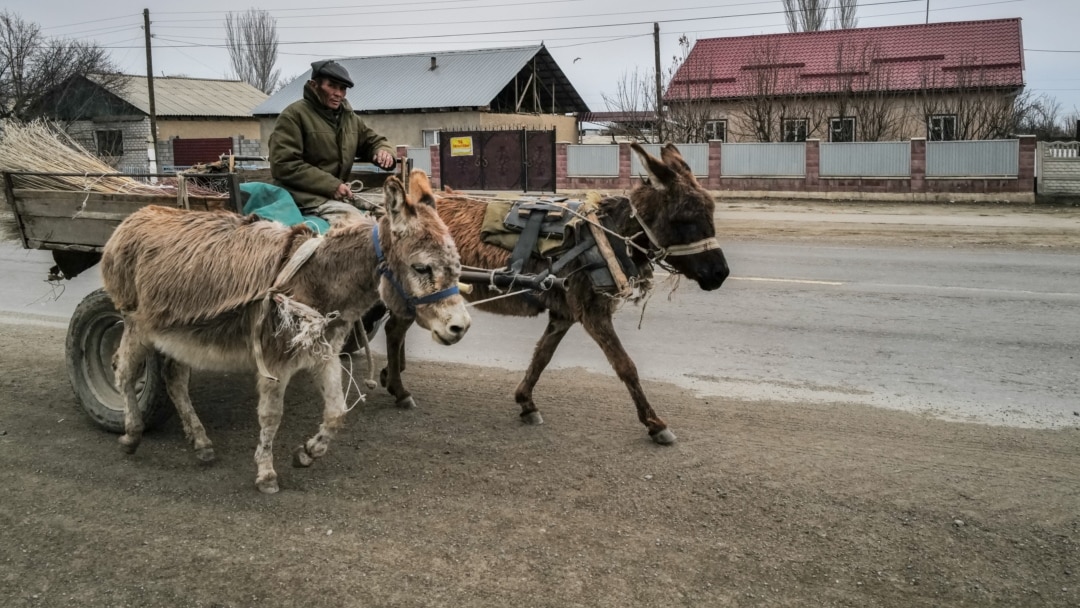 Бейқам үй қызметкерінің онлайн порносы