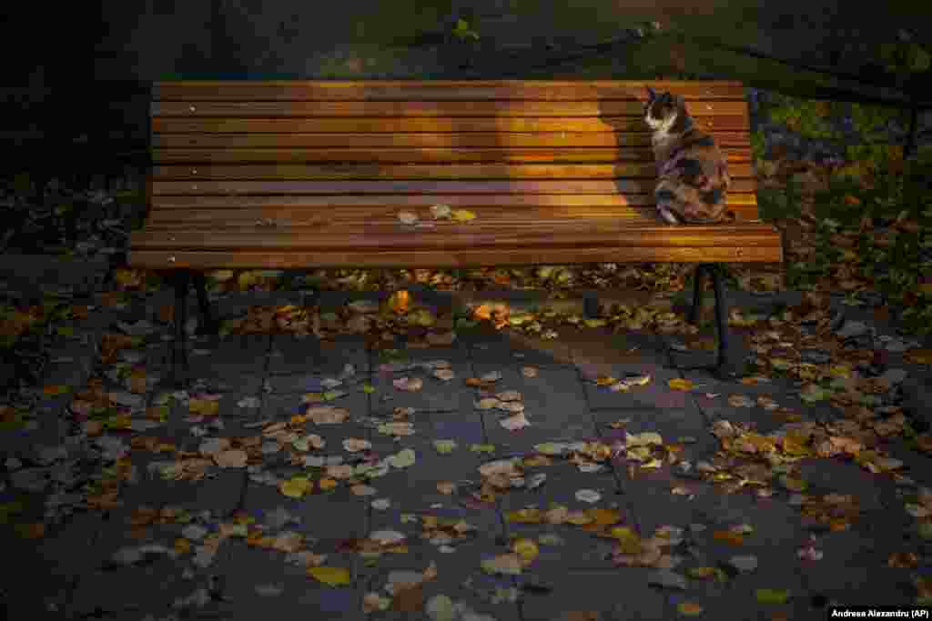 A stray cat warms up in the light of the setting sun as the autumn foliage dots the pavement in a park in Bucharest.