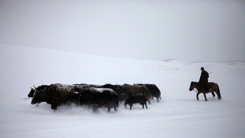Монголияда жуттан 5 миллион мал кырылды 