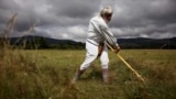 Bosanski Petrovac, Bosnia and Herzegovina, mowing