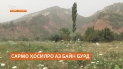 Зимистони сарди тӯлонӣ ҳосили кишоварзони деҳоти кӯҳии Тоҷикистонро коҳиш додааст