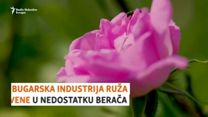 Bugarska industrija ruža vene zbog nedostatka berača