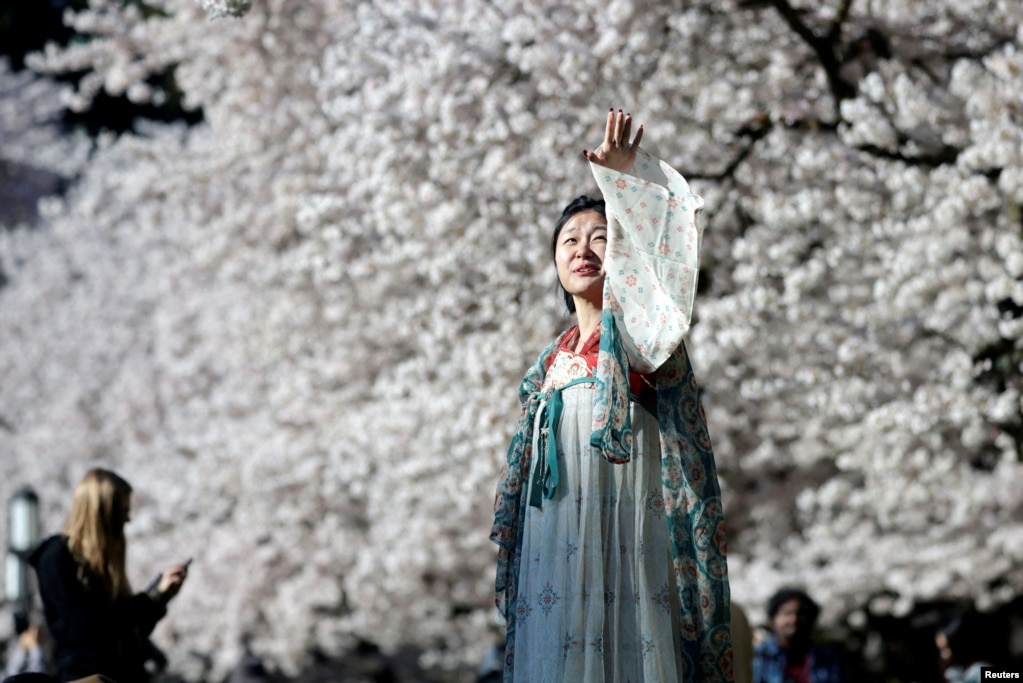 Lucy Chin, 25 vjeçe, pozon për një fotografi para pemëve të lulëzuara të qershisë&nbsp;në kampusin e Universitetit të Uashingtonit, SHBA, 19 mars 2024.