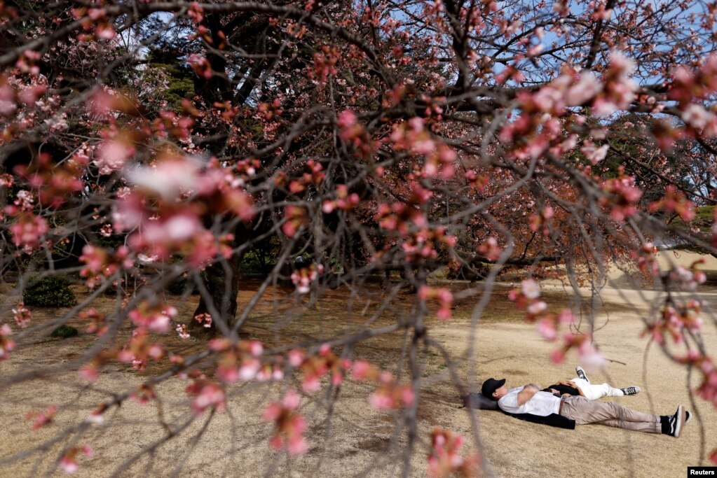 Vizitorët bëjnë një sy gjumë nën aromën e lulëzimit të hershëm të qershive në një park në Tokio, Japoni.