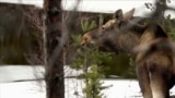 
Slow-paced nature TV captivates Swedish audiences folowing wild animals - moose in the forest. May 2023.