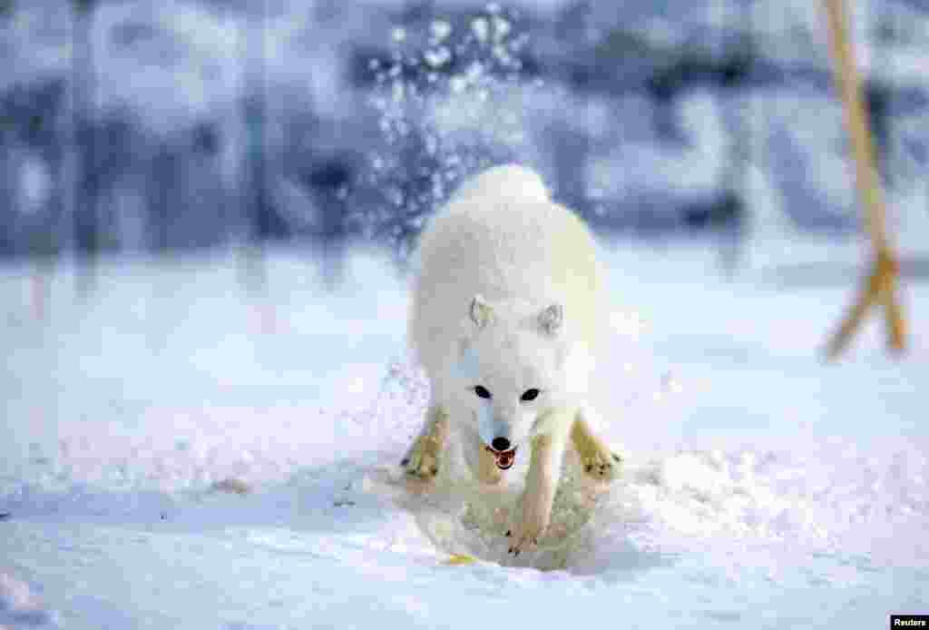 Një dhelpër e bardhë mashkull duke gërmuar për strofull brenda tharkut ku po mbahet.