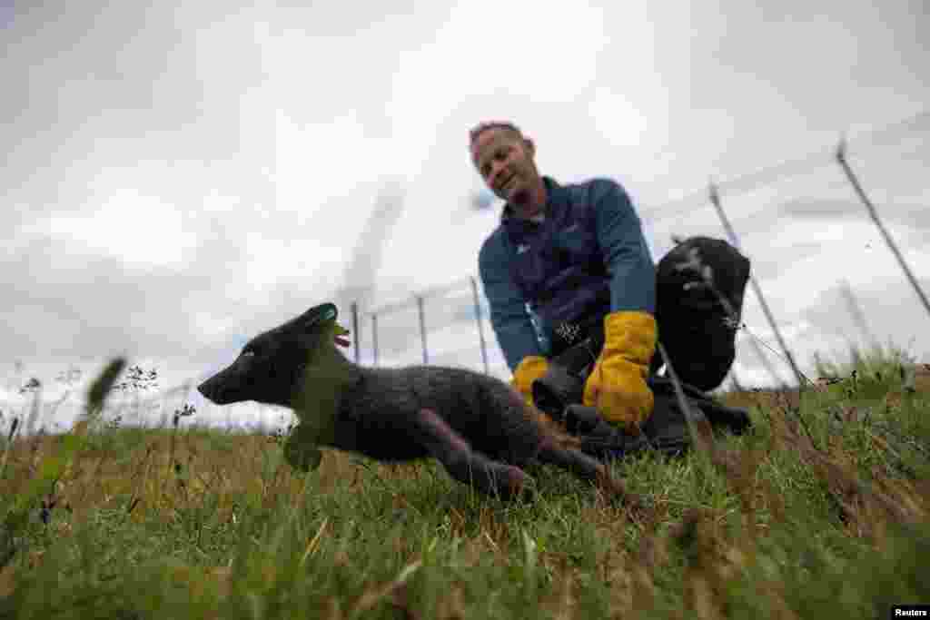 Biolog Craig Jackson pušta mladunče arktičke lisice nazad u ograđeni prostor nakon veterinarskog pregleda, jula 2023.