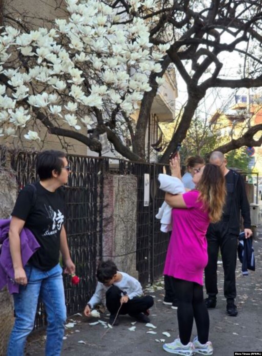 Să îți vizitezi cele mai frumoase magnolii din oraș a devenit ritual urban în București.&nbsp;Ideea a apărut în pandemie, dar în ultimii ani a căpătat proporțiile unui fenomen social. Oare aveți în telefon poze similare cu ale acestei familii?&nbsp;
