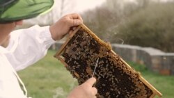Mađarski pčelari ugroženi zbog uvoza meda iz Ukrajine i Kine