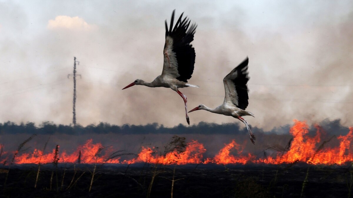 Акча да, паспорт да беришкен жок. Украинадагы согушка азгырылган мигранттар