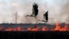 Лелеки на півдні України пролітають над палаючим полем у час масштабної російсько-української війни (ілюстраційне фото)