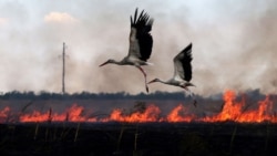 UKRAINE – Storks fly over a burning field near town of Snigurivka, Mykolaiv region, amid Russian invasion in Ukraine. July 4, 2023