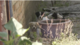 Ukrainasi shpërfill bombat për t’i ushqyer qentë endacakë