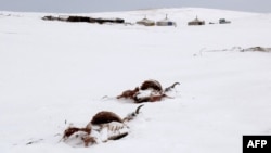 MONGOLIA-WEATHER-DROUGHT-WINTER