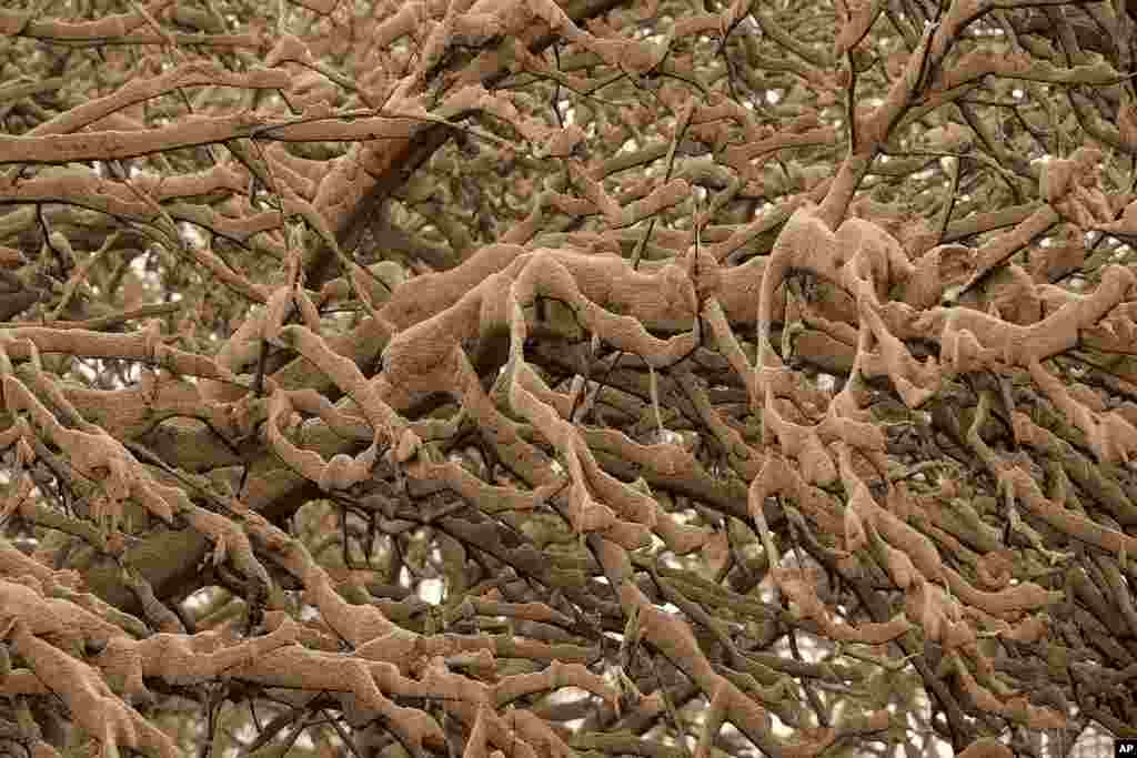 Volcanic&nbsp;ash covers the branches of a tree.