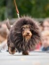 APTOPIX Russia Dachshund Parade
