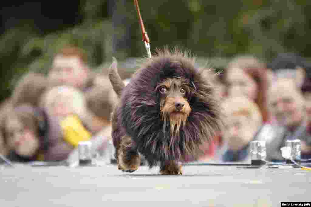 &nbsp;A groomed dachshund walks on a podium during a parade festival dedicated to the dog breed in St. Petersburg, Russia.