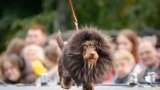 APTOPIX Russia Dachshund Parade
