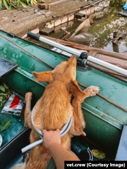 A dog is taken to safety in a boat by the Vet Crew team.
