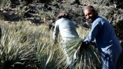 خوستوال د مزرین صنعت پراختیا غواړي