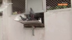 Golubovi pismonoše na policajskom zadatku