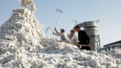 Узбекистан – один из крупнейших мировых производителей хлопка 