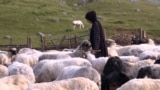 Mountain Visocica, Bosnia and Hercegovina, girl Dzenana spends her summer vacation looking after sheep with her father.