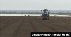 Сівба цибулі італійського сорту «Соня» у фермерському господарстві біля села Березівка, Крим, березень 2024 року