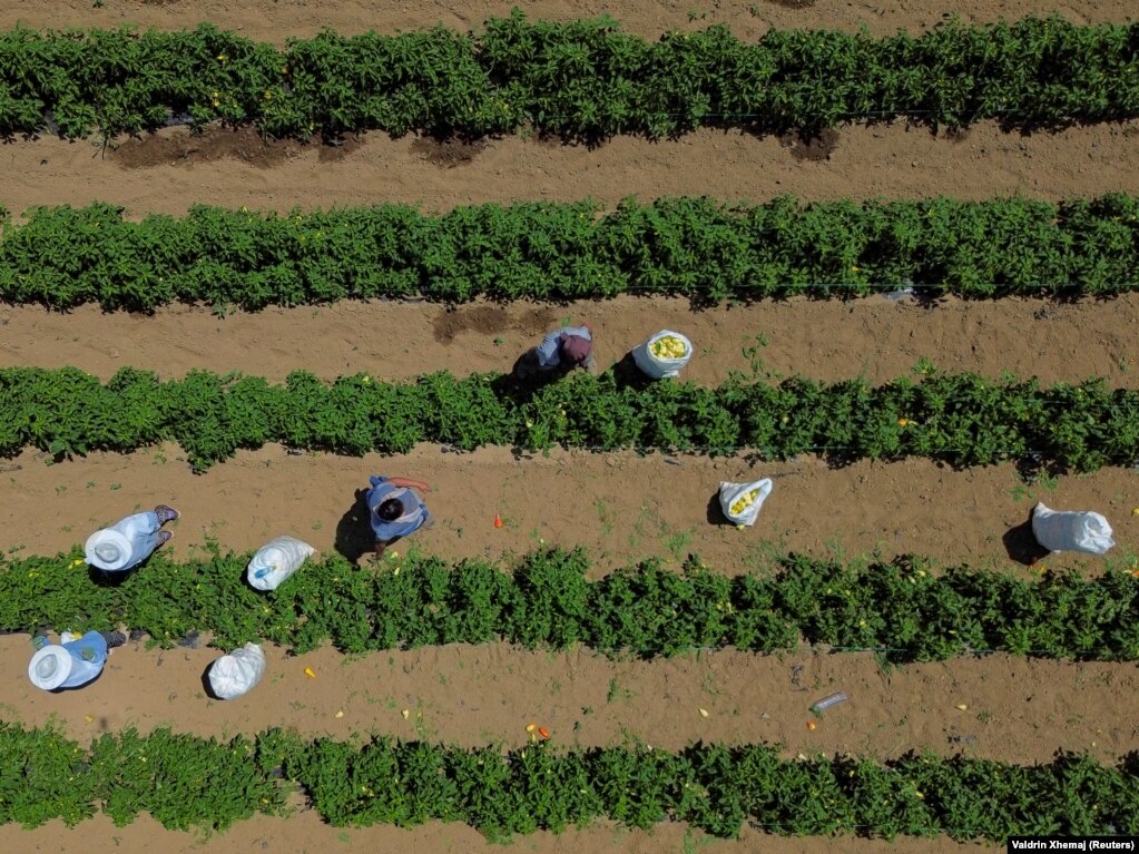 Një pamje nga droni tregon fermerët duke vjelë speca në një plantacion në rajonin e Gjakovës mes temperaturave të larta që kanë përfshirë vendin.&nbsp;