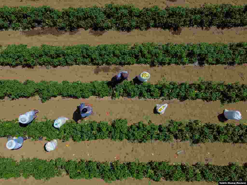 Një pamje nga droni tregon fermerët duke vjelë speca në një plantacion në rajonin e Gjakovës mes temperaturave të larta që kanë përfshirë vendin.&nbsp;