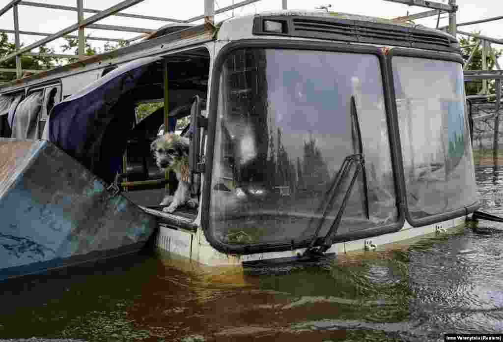 Un câine s-a adăpostit într-un autobuz inundat după ruperea barajului Kahovka din Herson, Ucraina.