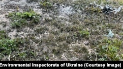Мъртви земни червеи покриват земята. Снимка: Държавна инспекция по околната среда на Украйна