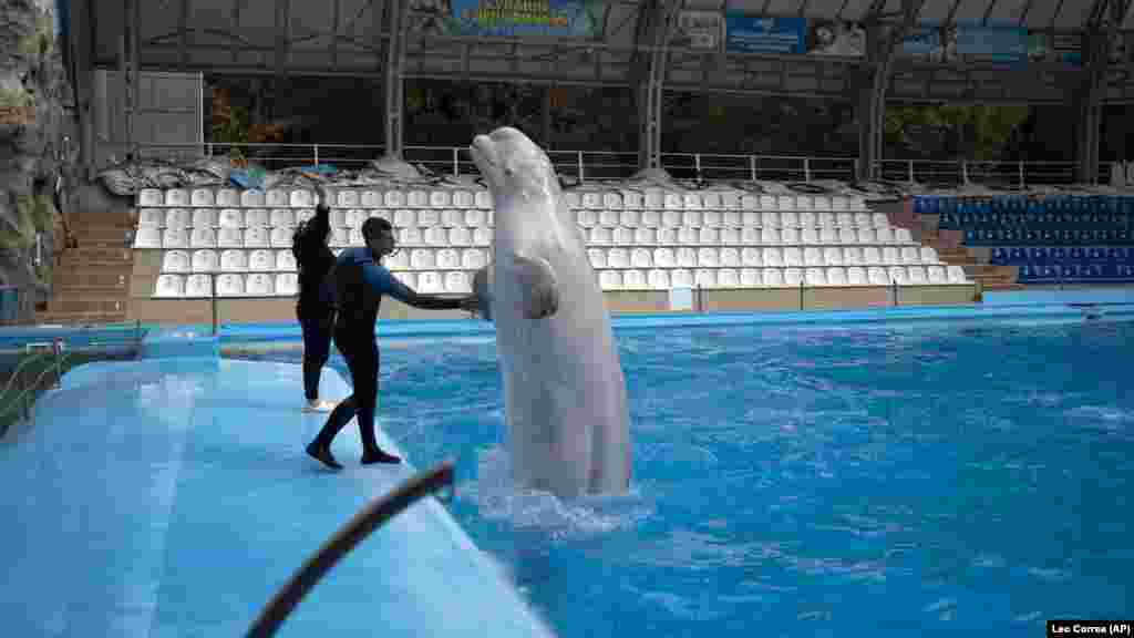 Trener Volodislav Litnevski mazi beluga kita po imenu Plombijeres. Zbog svoje veličine, dva preostala kita beluga nije bilo moguće evakuisati iz parka. &nbsp;