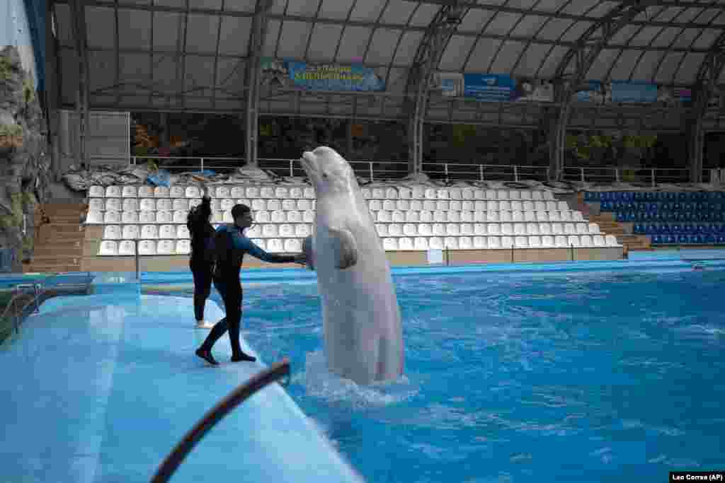 Antrenorul Volodislav Litnevskii mângâie o balenă beluga pe nume Plombieres. Din cauza mărimii lor, cele două balene beluga rămase nu pot fi evacuate din parc.