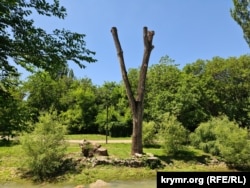 Засохшее дерево в Симферополе после глубокой обрезки, июнь 2023 года