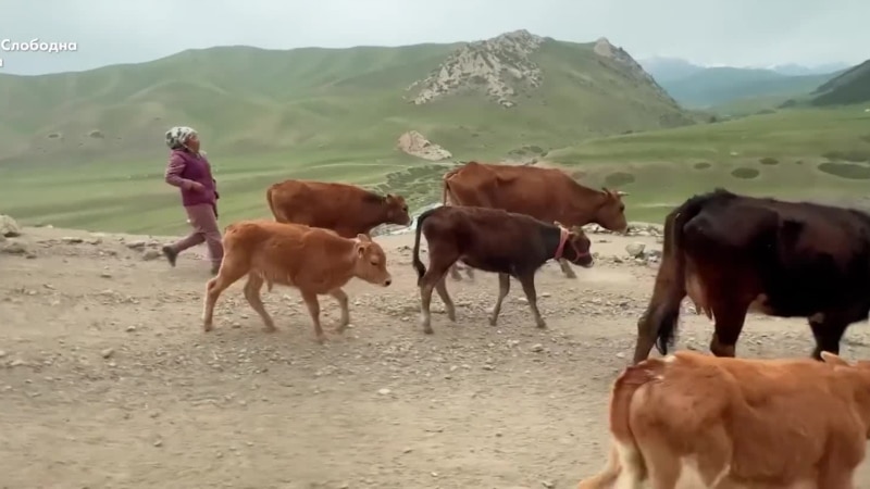 Опасниот живот на киргистанските сточари