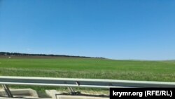 Ослабленные (менее нормы по высоте и густоте) посевы зерновых в Симферопольском районе, Крым, Украина. 7 мая 2024 года