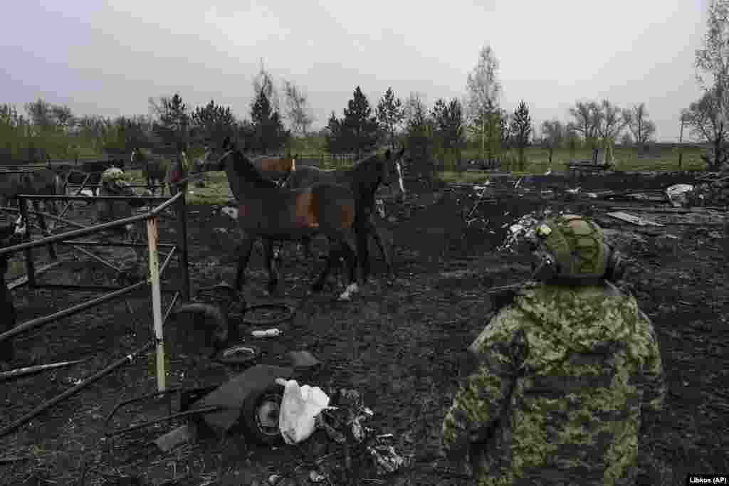 Soldații ucraineni au decis să salveze caii abandonați în&nbsp;Avdiivka.