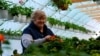 Maria Josan cultivă plante de camere în satul Ciorești, raionul Nisporeni