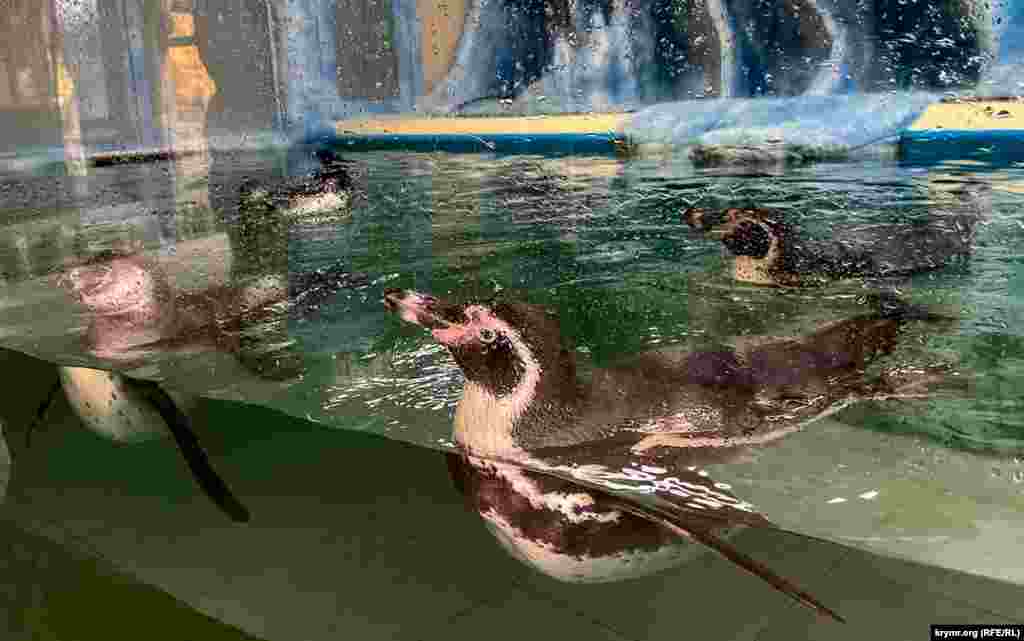 Yedi Gumboldt pingvininiñ büyük akvariumı bar. Bu quşlar parkqa yaqında qoşuldı, oktâbrniñ 19-nda. Tabiatta bu quşlar Çili ve Perunıñ taşlı yalılarında yaşay