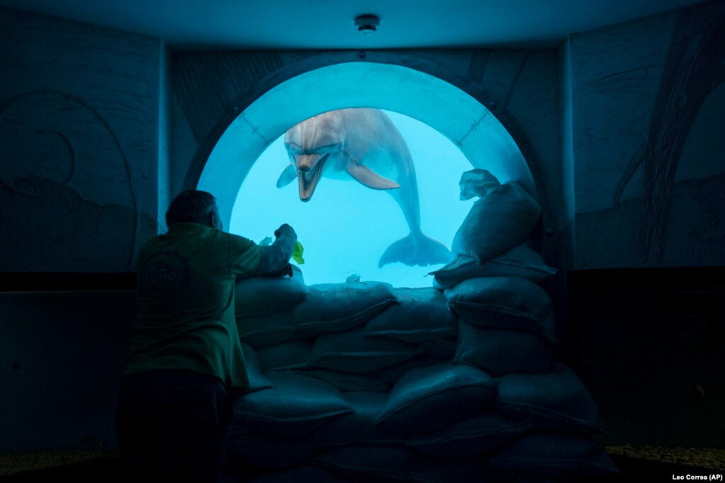 67-річний ентомолог Юрій Войтенко спілкується із Зевсом через підводне оглядове вікно, укріплене мішками з піском. Дельфінарій «Немо» в Харкові, 21 вересня 2022 року