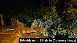 După ploile puternice din 11 iunie, în Chișinău, 66 de arbori doborâți au fost îndepărtați de pe trasee, din curți și de pe autovehicule parcate