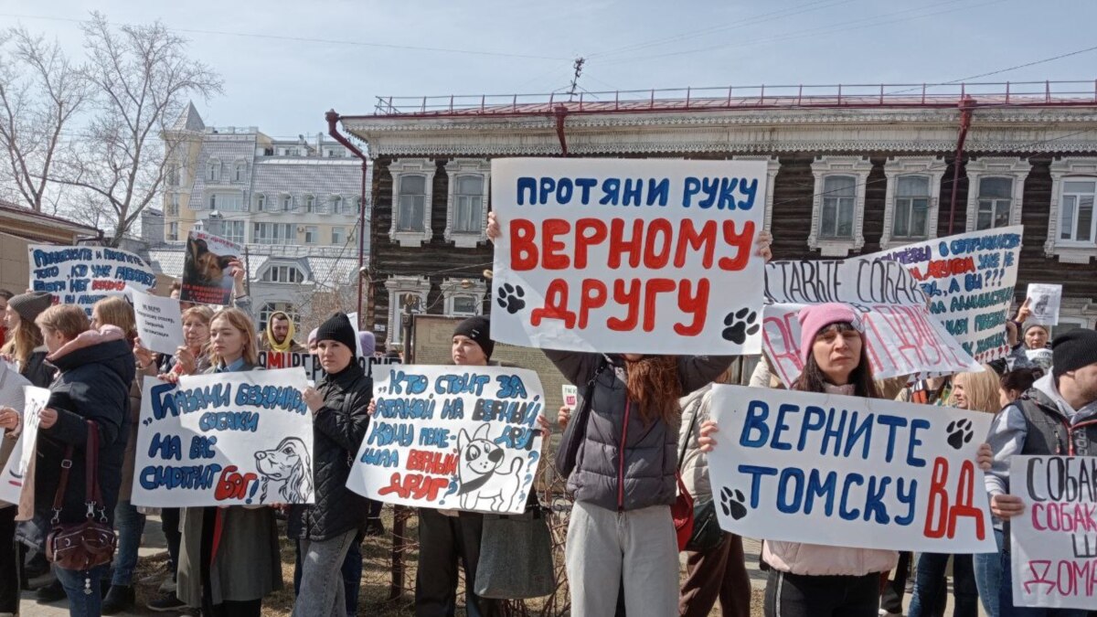 Actions against the killing of homeless animals were held in Russia over the weekend