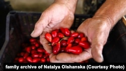 Родина Ольшанських у 2013 році заклала в мальовничому селі Нове під Токмаком найбільший в Європі сад органічного кизилу