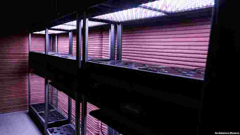 Prostor ima čak i "oblast useva" gde će posada uzgajati lisnato bilje i povrće za hranu. &nbsp;