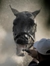 Konj Grand Mo The First, sudionik Kentucky Derbyja, dobiva vodu nakon treninga, Louisville, SAD, 2. maja 2024.