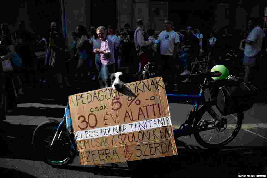 A dog holds a sign during a demonstration in Budapest calling for better pay and conditions for Hungary&#39;s teachers.&nbsp;